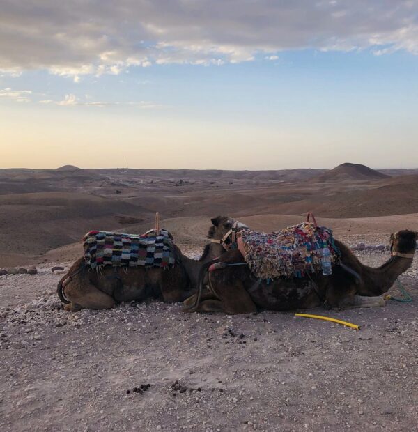 Agafay Desert Tour: Quad Bike, Camel Ride, Dinner & Live Show