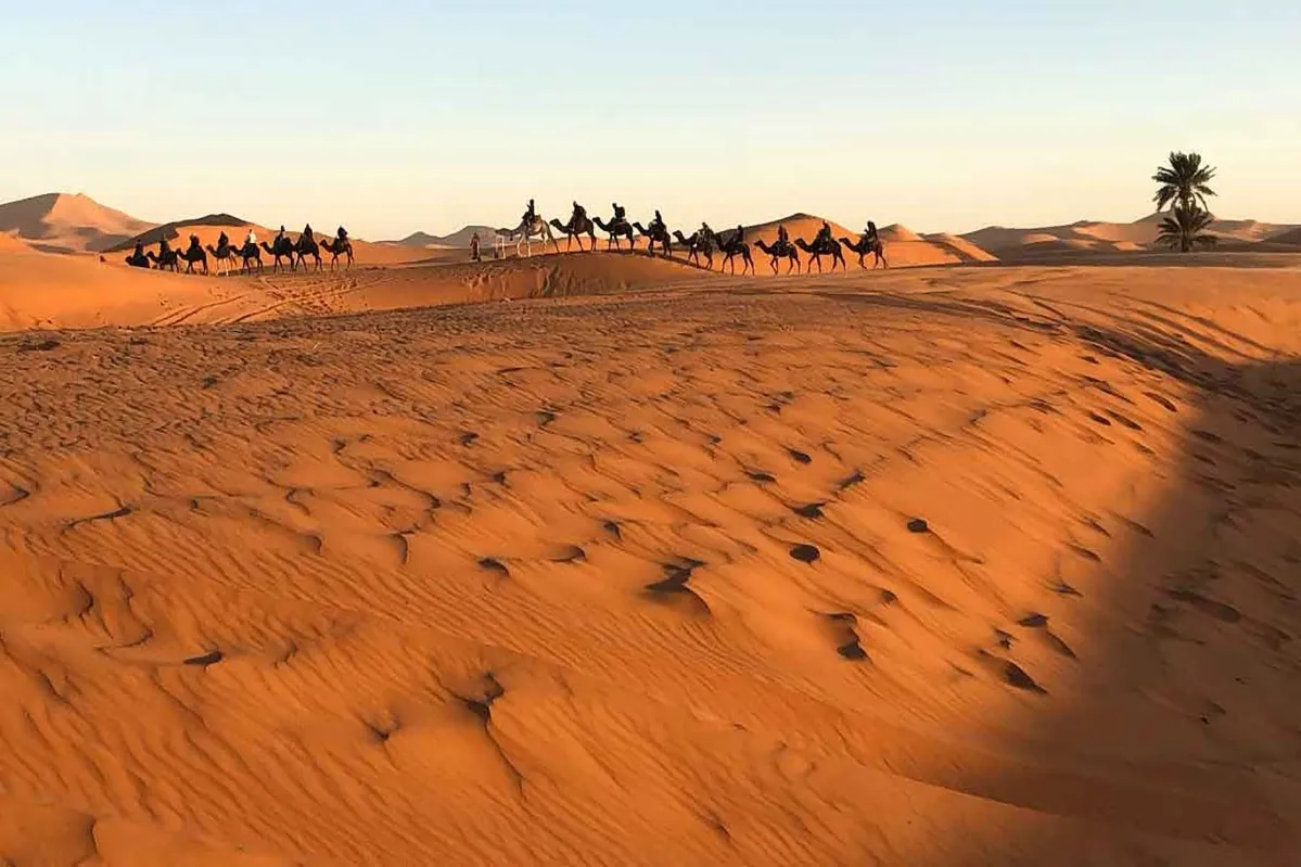 A group of individuals riding camels traverses a vast desert landscape under a clear blue sky morocco desert