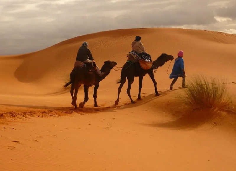 Three individuals ride camels across the vast expanse of the Travel Morocco Desert, surrounded by golden sand dunes.