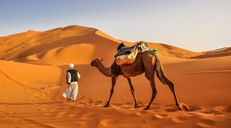 A man walks alongside a camel in the vast Sahara desert, showcasing the journey from Marrakesh to the arid landscape.