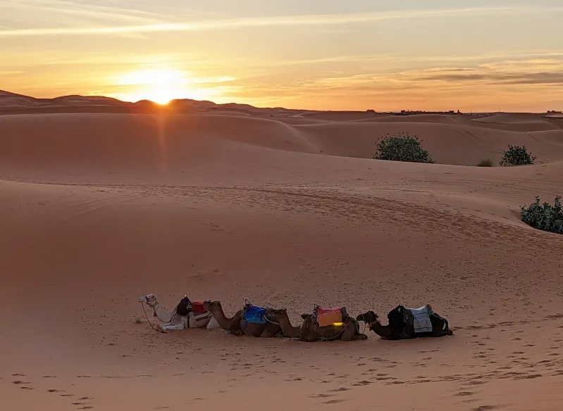 Four camels resting in the Sahara Desert Sahara desert sunrise, casting warm hues across the tranquil landscape. 