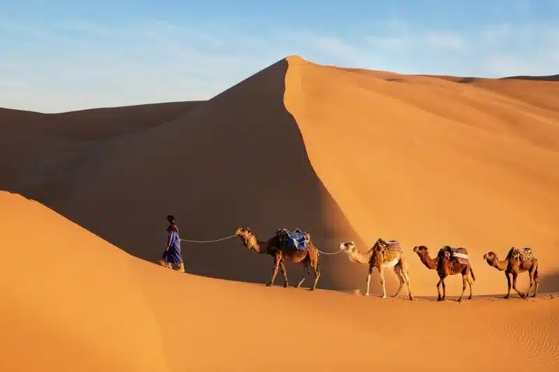 A man walks alongside his camels in the vast expanse of the Sahara Desert during a tour in Morocco.