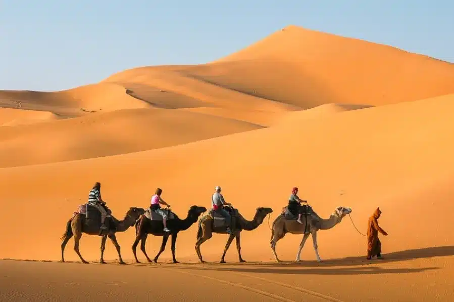 Four individuals riding camels across the vast expanse of the Sahara Desert in Morocco during a tour from Fes.