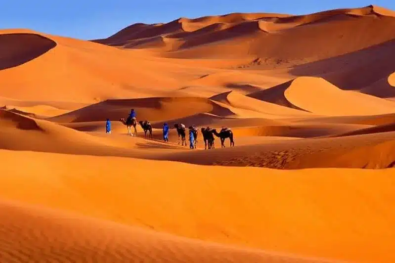 A group of people walking alongside camels in the Moroccan desert, showcasing the beauty of morocco camel tours.