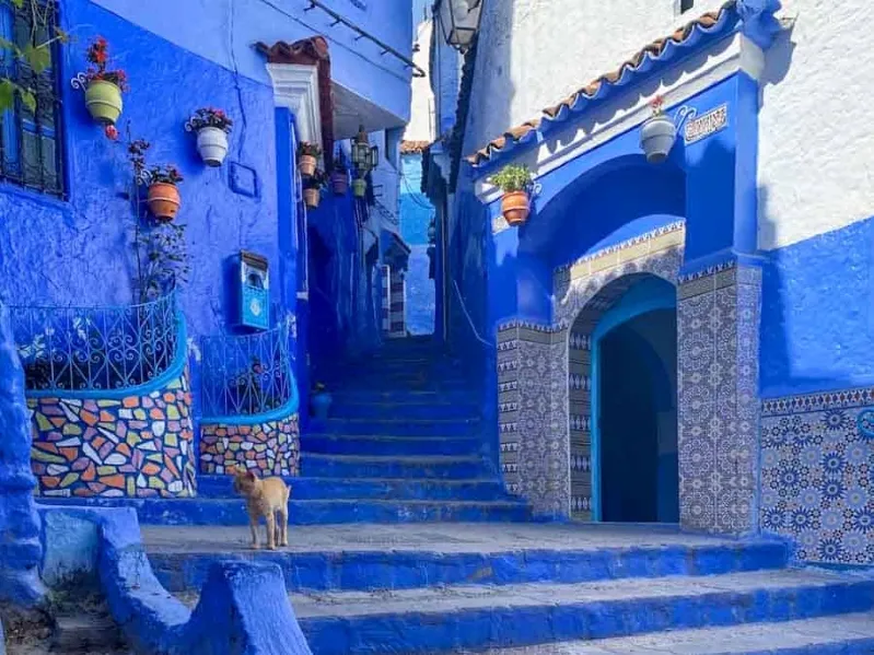 Where visit morocco . A vibrant blue alley with stairs, mosaic details, potted plants, and a dog.