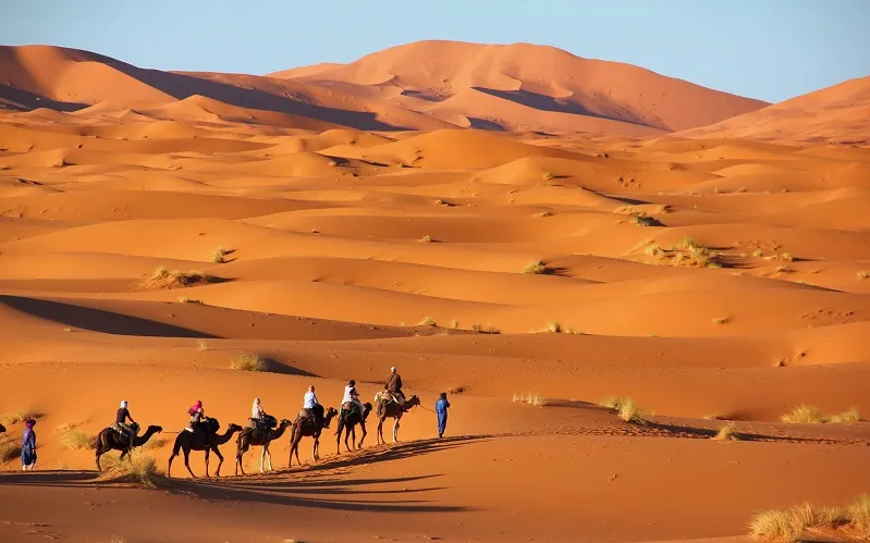A group of people riding camels across the vast, sandy deserts of Morocco under a clear blue sky.
