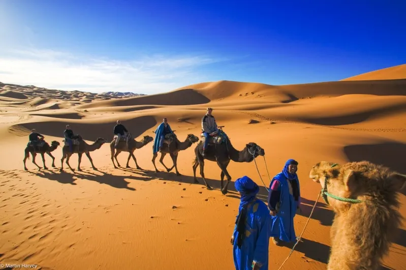 A group of individuals in blue attire walking alongside camels in the merzouga desert trip, showcasing a scenic adventure.