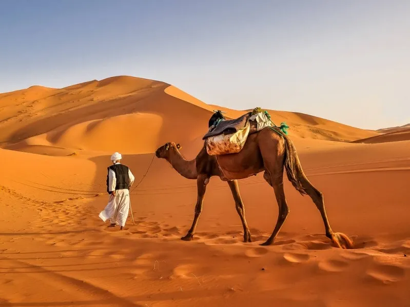 A man walks alongside a camel in the vast Sahara Desert sof Morocco, surrounded by golden sand dunes under a clear sky.