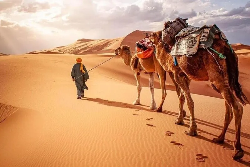 A man walks alongside two camels in the vast expanse of the Zagora Desert, surrounded by golden sand dunes.