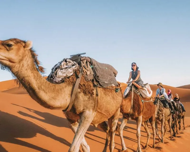 Tourists riding camels across the vast Sahara Desert during a 10-day Morocco tour from Casablanca.
