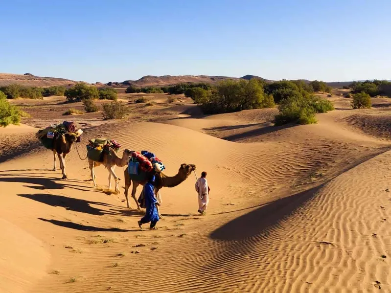 A group of tourists walking alongside camels in the Sahara Desert Tour Morocco.