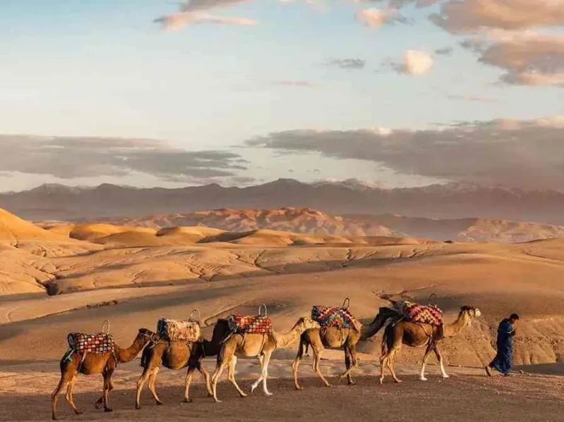 A man walks behind a group of camels in the Agafay Desert, Morocco, showcasing the serene desert landscape