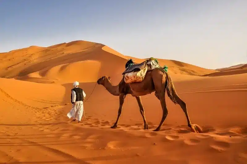 A man walks alongside a camel in a vast desert, showcasing the serene landscape of Morocco during the best visiting season.