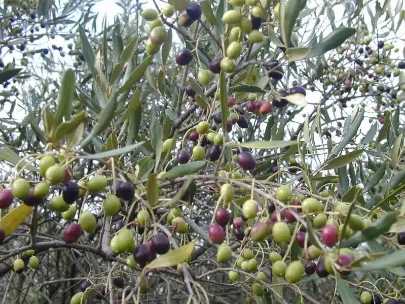A close-up of Moroccan olives hanging on a tree, showcasing their rich green color and natural texture.