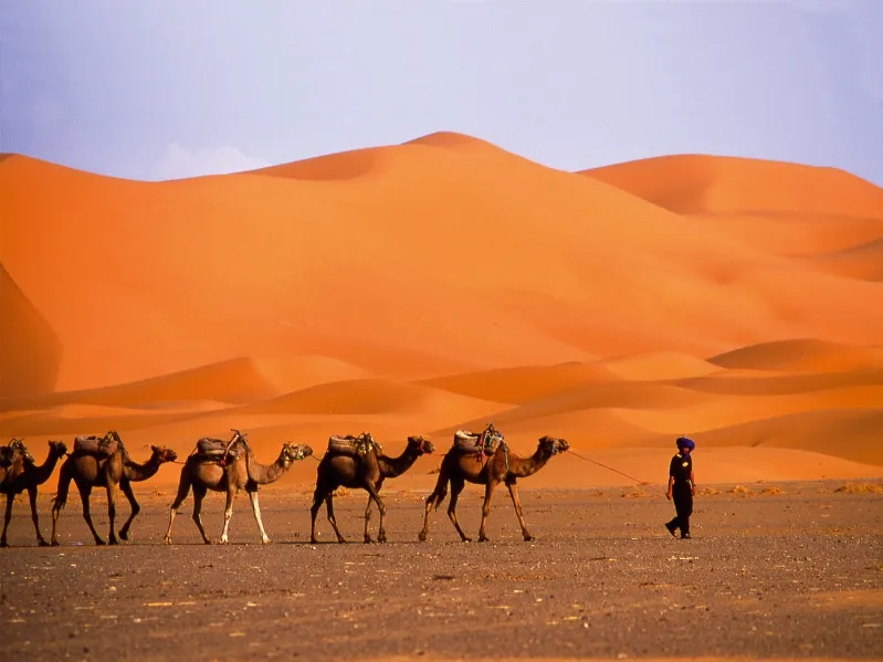 A man leads a group of camels through the sandy landscape of the Merzouga desert.