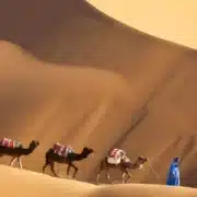 A man stands beside three camels in a vast desert landscape, highlighting the best time to travel to Morocco.