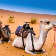 Two camels carrying riders traverse a sandy desert landscape during a camel ride in Casablanca.