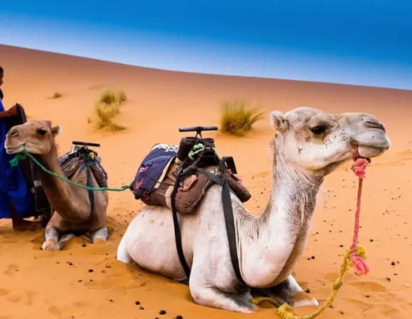Discover the Charm of a Casablanca Camel Ride in 2025