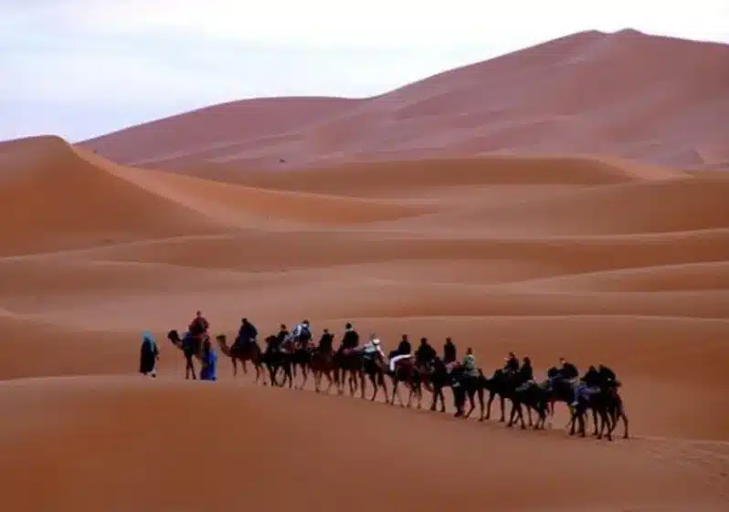 A group of travelers riding camels across the sandy desert landscape in Morocco, organized by a travel agent.
