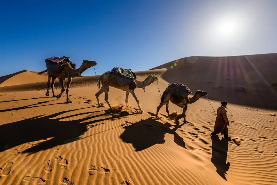 A man walks alongside his camels through the vast desert, showcasing a typical scene from Morocco tours starting in Casablanca.