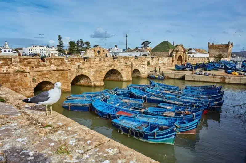 A seagull perched on a stone wall overlooking a river, with a scenic view of Morocco tours from Casablanca in the background. 