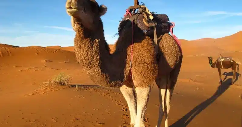 A saddle-equipped camel stands in the vast desert, representing a Morocco Sahara travel agency experience.