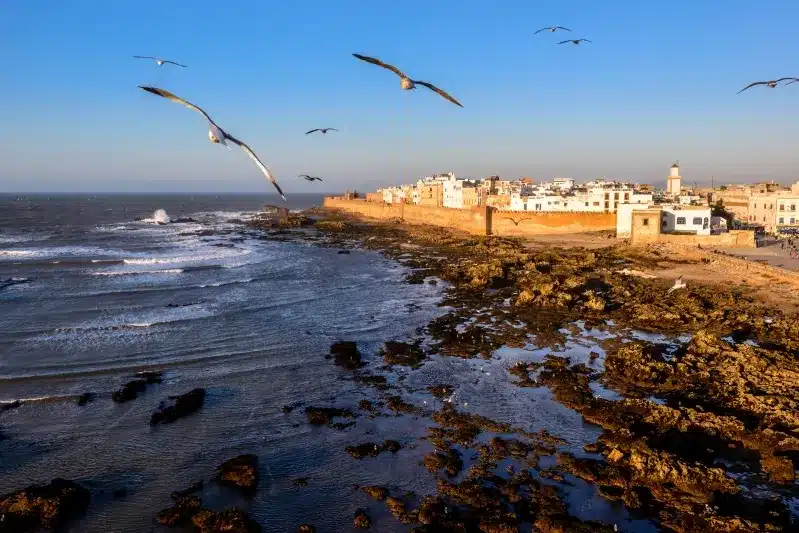Seagulls soar above the coastal town of Essaouira, best things to do in Essaouira .