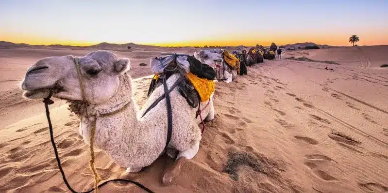 A line of camels stands in the desert, showcasing the beauty of Morocco's landscape during the best visiting season.