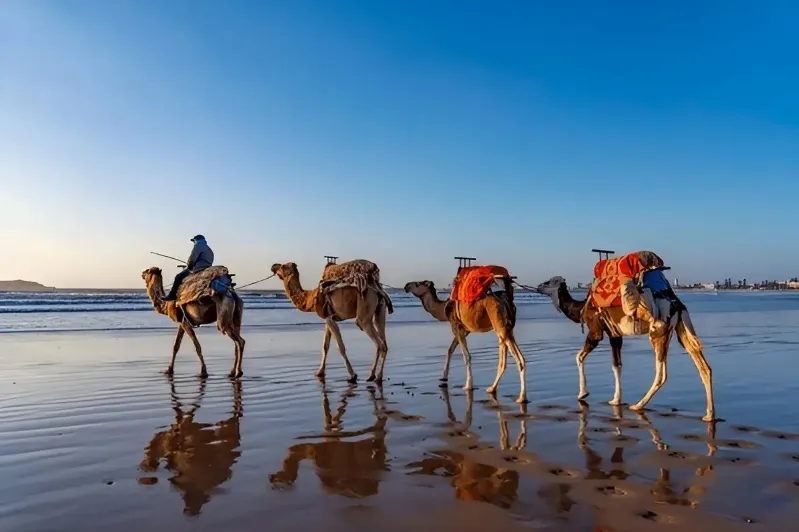 Camels walking along a beach at sunset, showcasing the beauty of Morocco's custom tours.