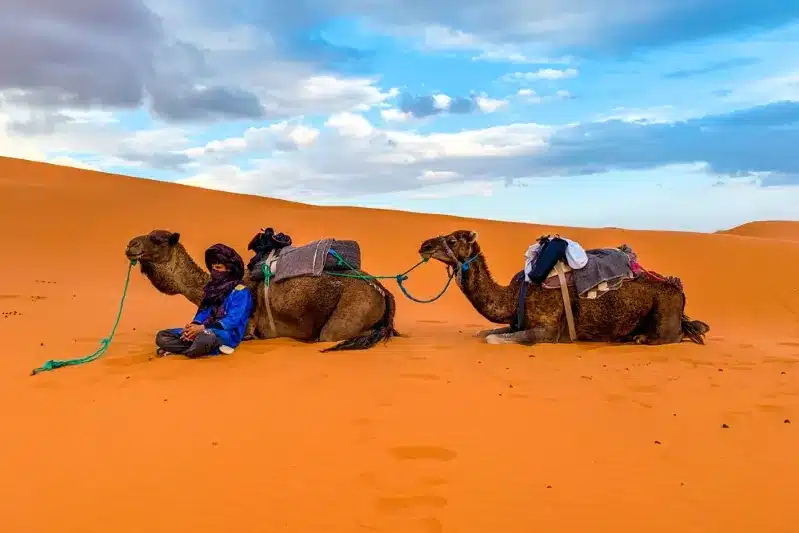 Two camels resting in the Sahara Desert during a desert safari in Morocco.