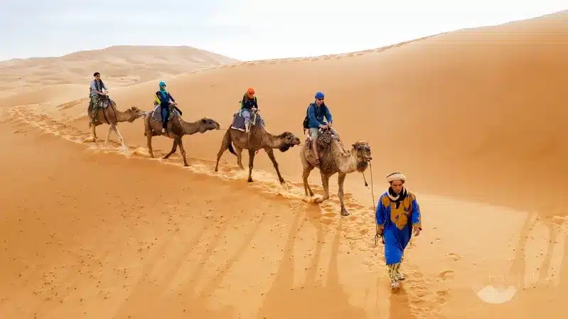 A group of people riding camels across the desert during an 8-day tour in Morocco.
