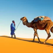 A man walks alongside a camel in the desert during a guided tour in Morocco