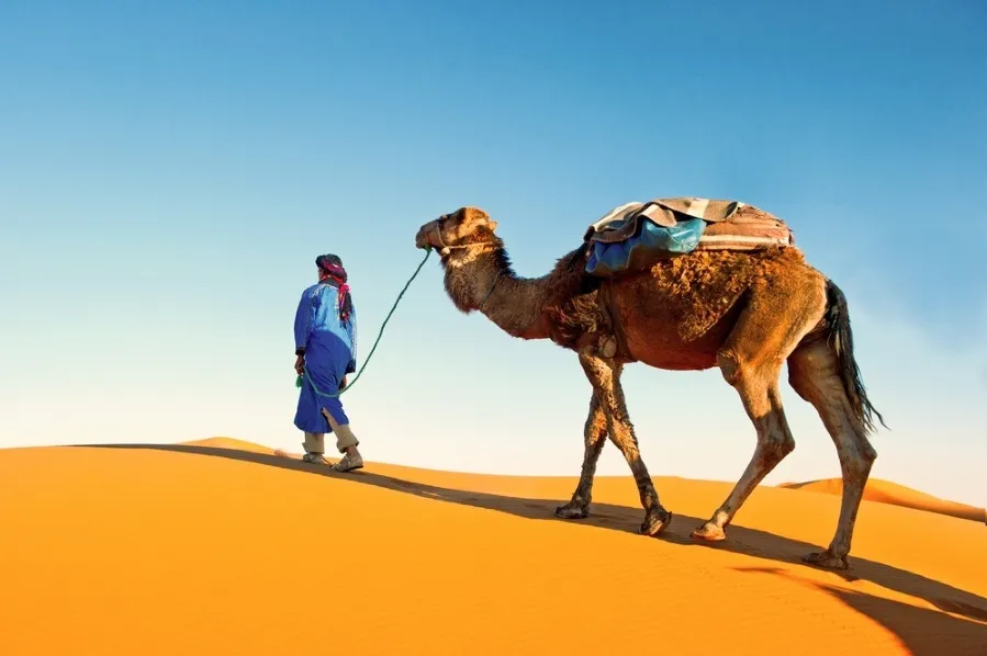 A man walks alongside a camel in the desert during a guided tour in Morocco