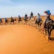A group of tourists riding camels through the sandy desert landscape during a Morocco tour.