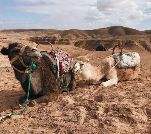 Two camels resting in the desert, with a backdrop of sand dunes, during a camel ride near Agadir.