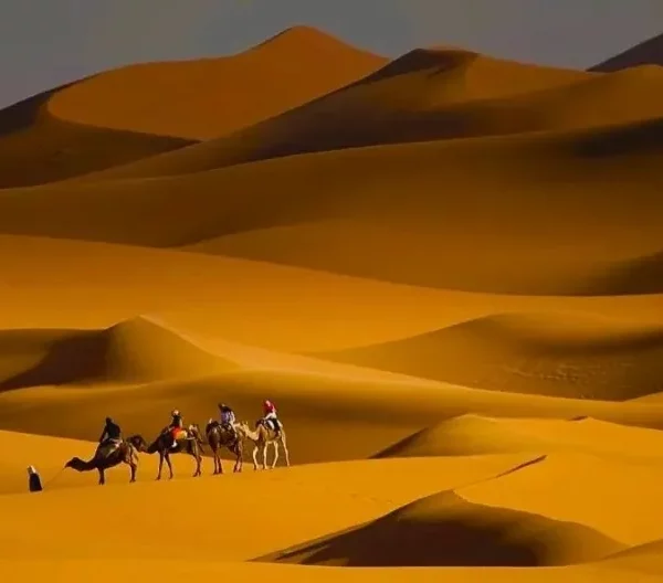 A group of people riding camels across a vast desert landscape during a 6-day tour from Casablanca to the desert.