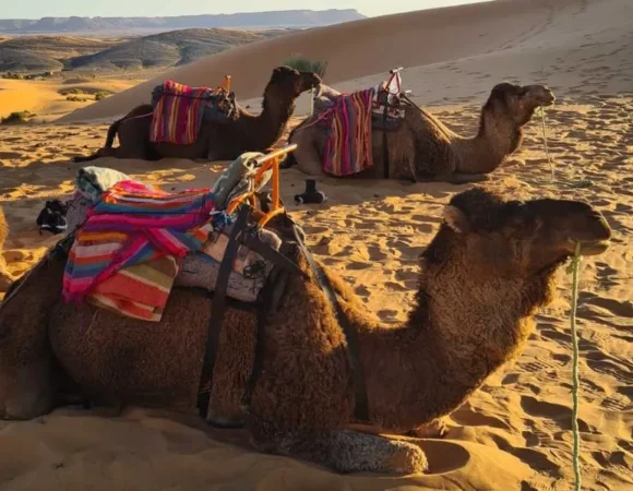 The Ultimate Family Adventure: Why Morocco is the Best Place to Travel With Kids