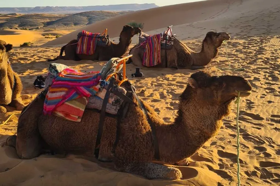 The Ultimate Family Adventure: Why Morocco is the Best Place to Travel With Kids