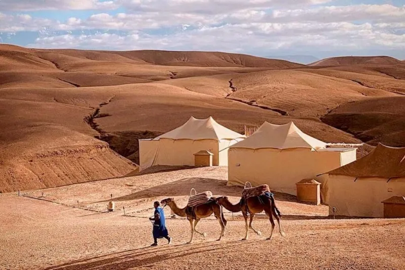 A man walks alongside two camels in the vast expanse of the Sahara Desert during a Morocco tour. 