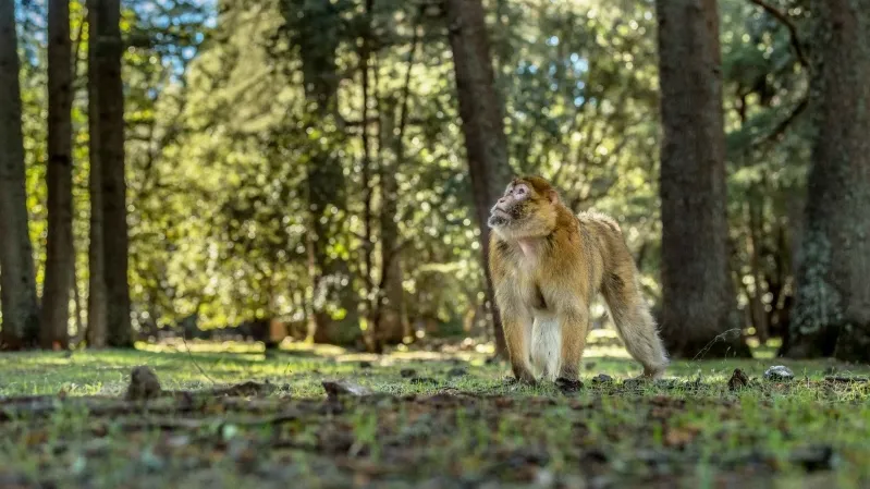 A monkey walking through the woods in Ifrane, Morocco, surrounded by trees and natural scenery.