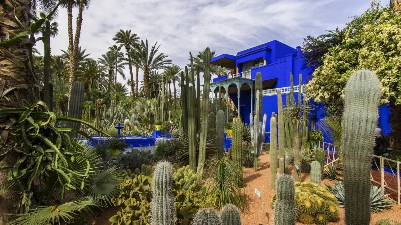 Jardin Majorelle Vibrant garden with tall cacti and palm trees surround a bright blue building. The sky is overcast, and the scene is lush and tranquil.