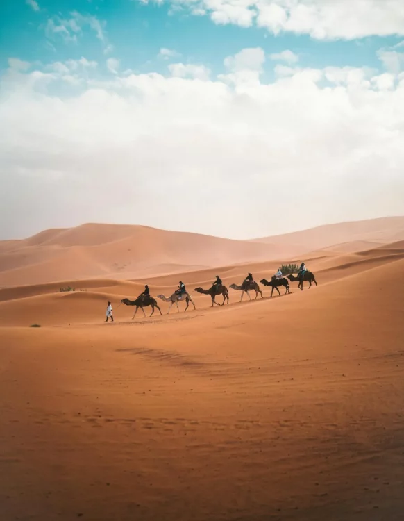 1. Camels walking through the Sahara Desert, showcasing the stunning landscape of Morocco's desert trips.